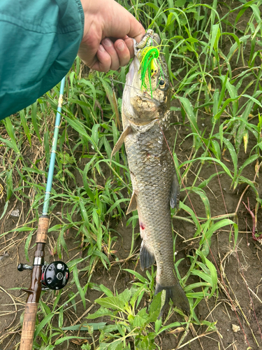 ニゴイの釣果