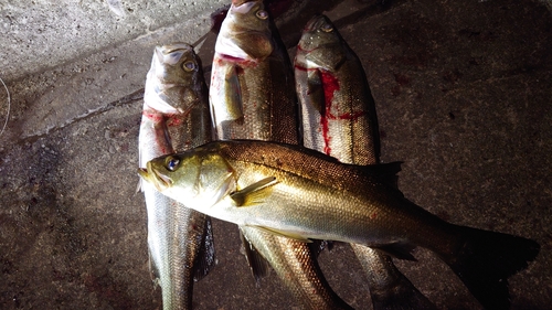 シーバスの釣果