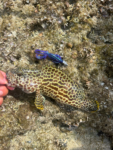 イシミーバイの釣果