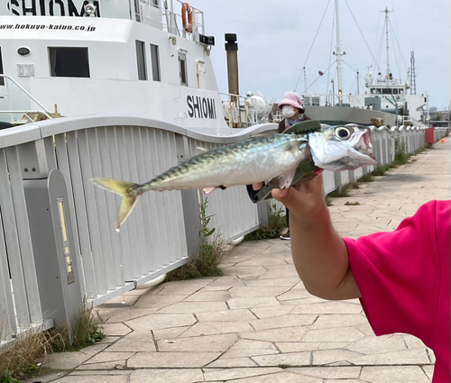 サバの釣果