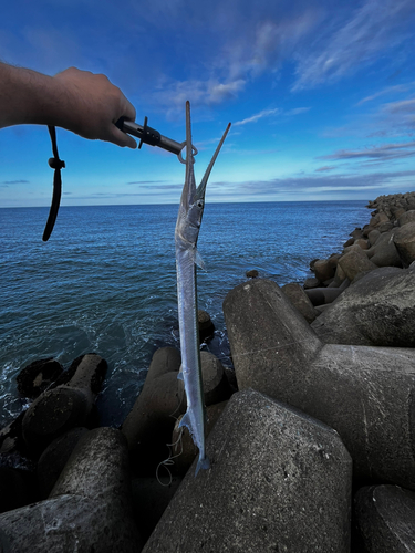 ダツの釣果