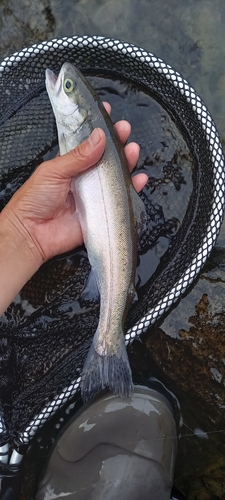 ニジマスの釣果