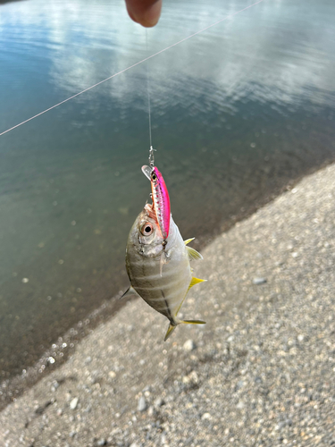 メッキの釣果