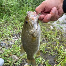 スモールマウスバス