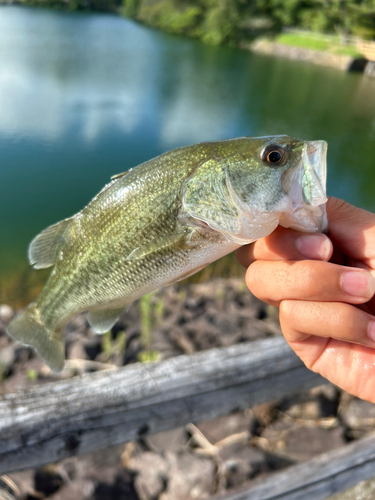 ニゴイの釣果