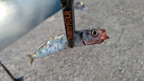 サバの釣果