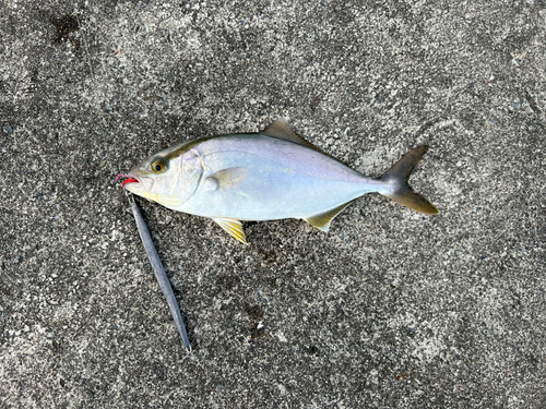 ショゴの釣果