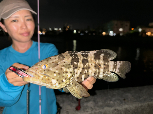 ヤイトハタの釣果