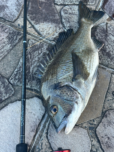 チヌの釣果