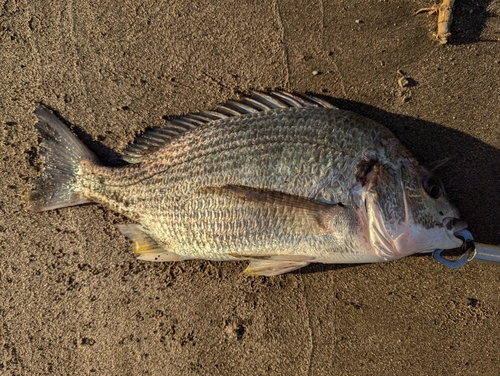 キビレの釣果