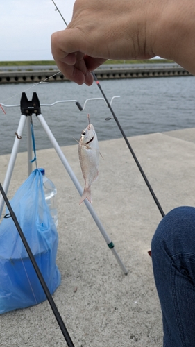 チャリコの釣果