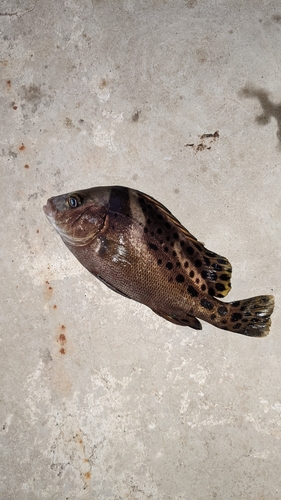 コショウダイの釣果