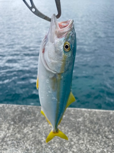 ワカシの釣果