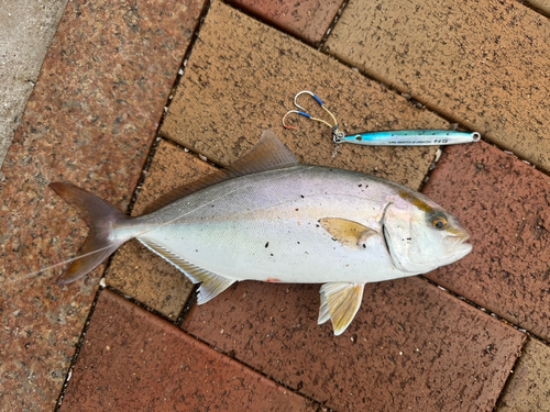 ネリゴの釣果