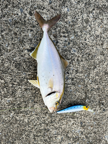 ショッコの釣果