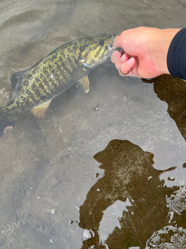 スモールマウスバスの釣果