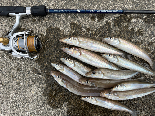 キスの釣果