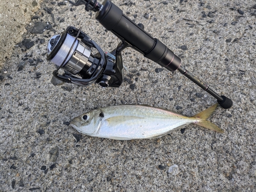 マアジの釣果