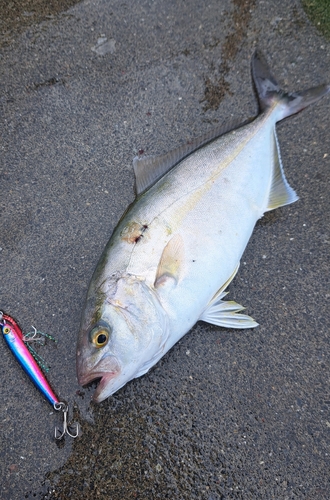 ショッコの釣果