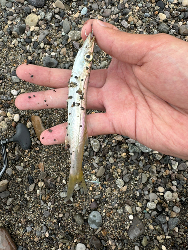 カマスの釣果