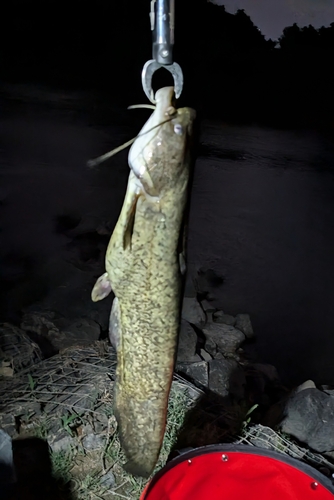 ナマズの釣果