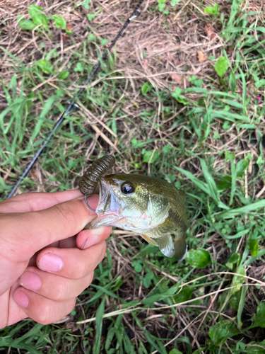 ラージマウスバスの釣果