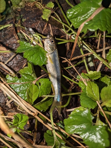 カワムツの釣果