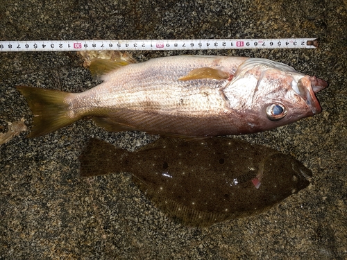 ヨコスジフエダイの釣果