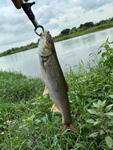 ニゴイの釣果