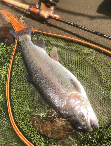 ニジマスの釣果