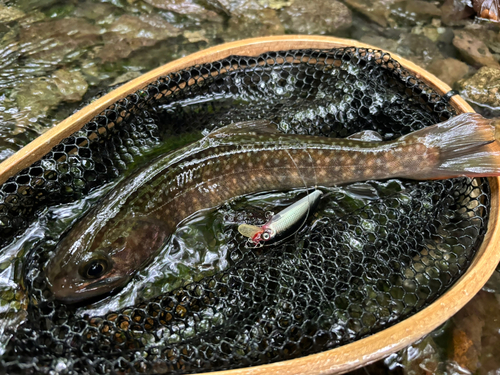 イワナの釣果