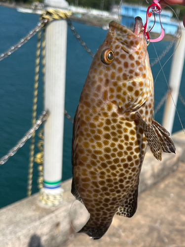 オオモンハタの釣果