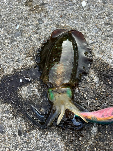 アオリイカの釣果