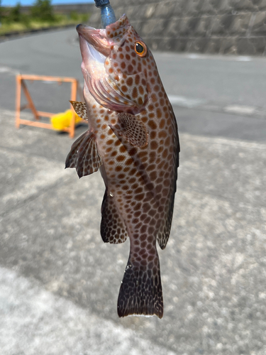 オオモンハタの釣果