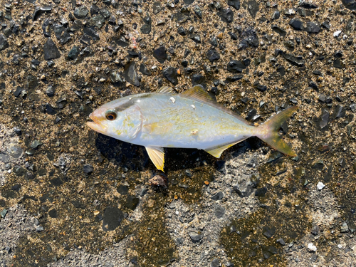 カンパチの釣果