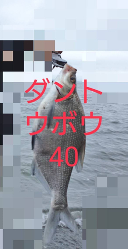 ダントウボウの釣果