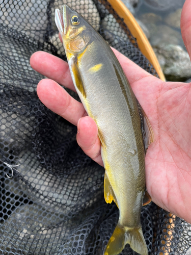 アユの釣果