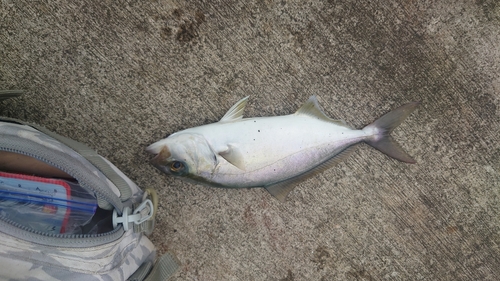 ショゴの釣果