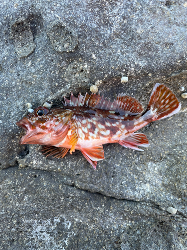 カサゴの釣果