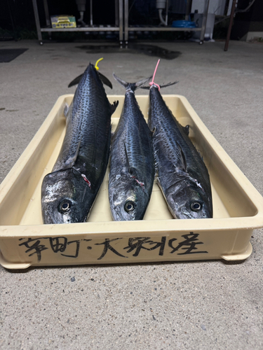 サワラの釣果