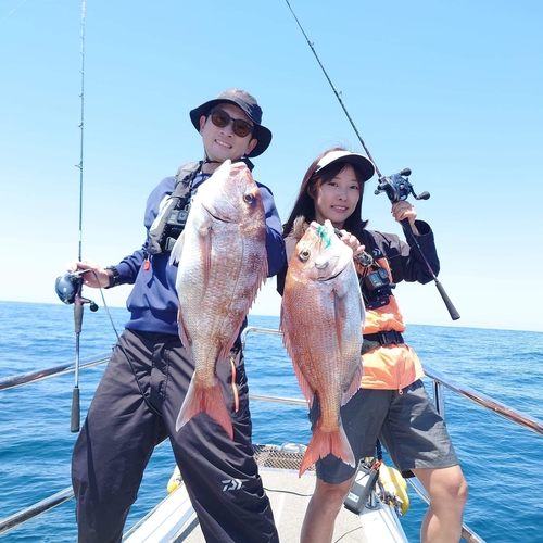 マダイの釣果