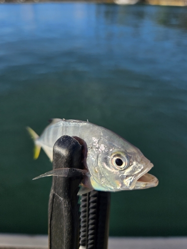 メッキの釣果