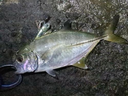 メッキの釣果