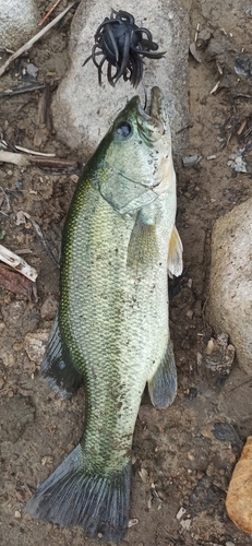 ラージマウスバスの釣果