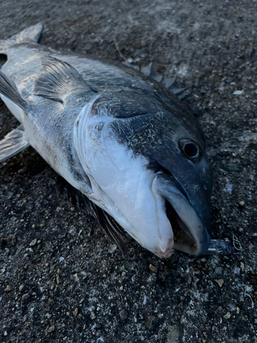 クロダイの釣果