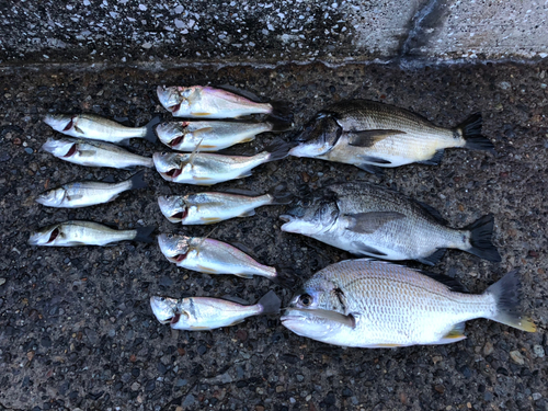 クロダイの釣果