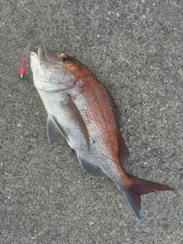 マダイの釣果