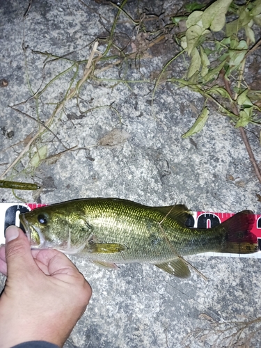 ラージマウスバスの釣果