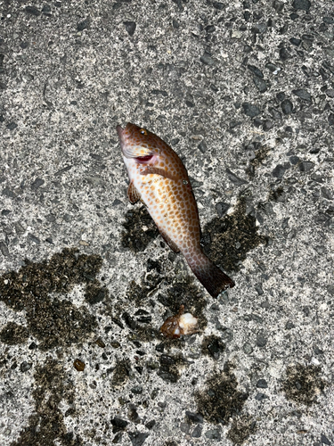 オオモンハタの釣果