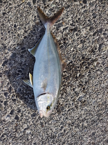 カンパチの釣果